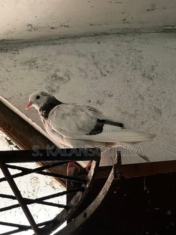 Pigeon