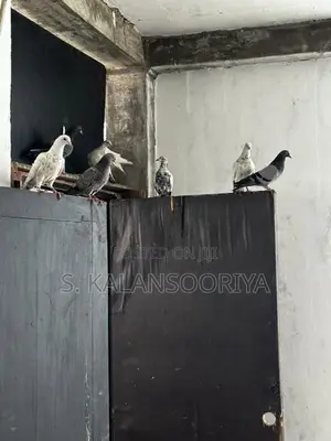 Pigeon