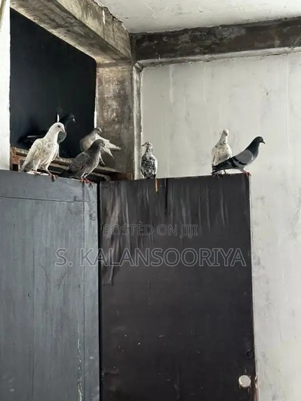 Pigeon