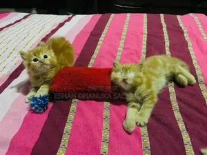 Ginger Persian Cats