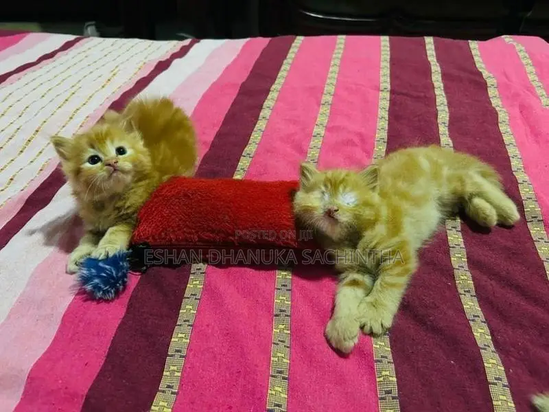 Ginger Persian Cats