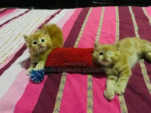 Ginger Persian Cats