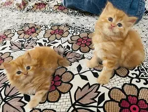 Ginger Persian Cats