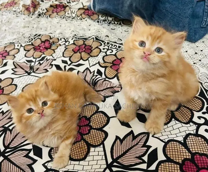 Ginger Persian Cats