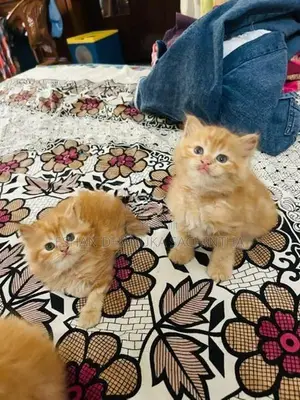 Ginger Persian Cats