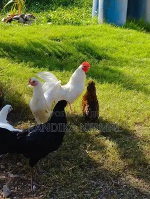 විසිතුරු කුකුළන්