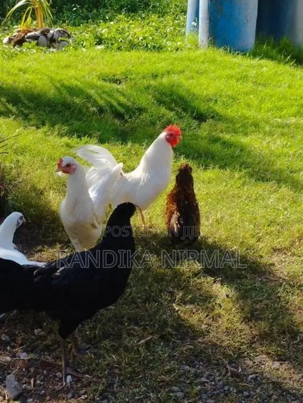 විසිතුරු කුකුළන්