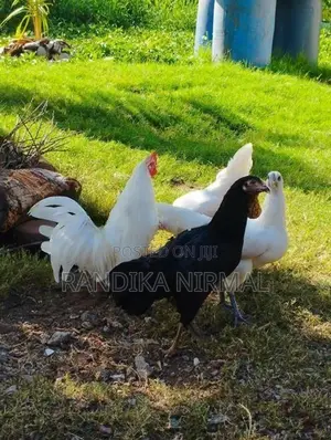 විසිතුරු කුකුළන්