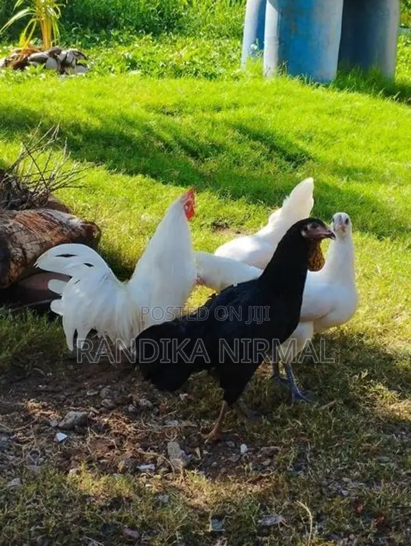 විසිතුරු කුකුළන්