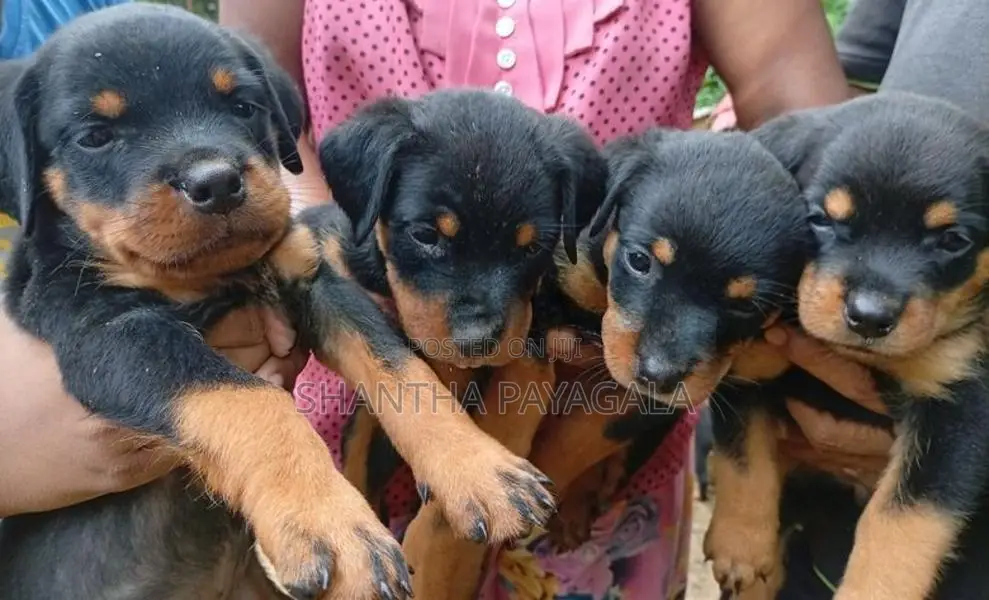 Rottweiler Puppies