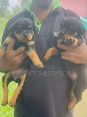 Rottweiler Puppies