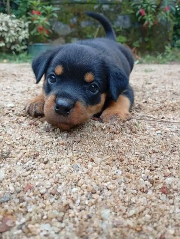 Rottweiler Puppies