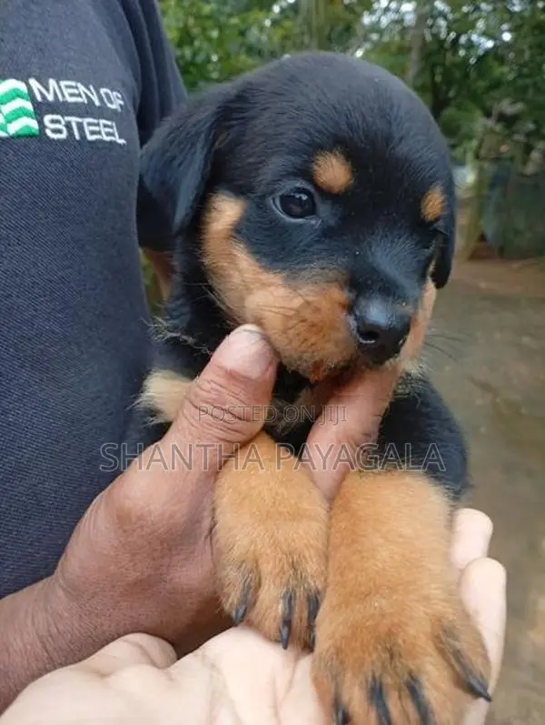 Rottweiler Puppies
