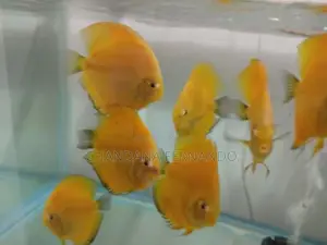 Discus Fish