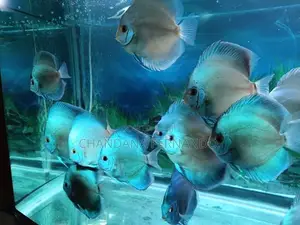 Discus Fish
