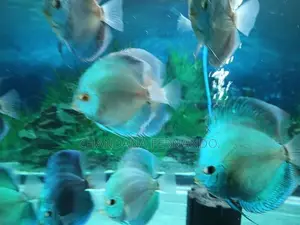 Discus Fish