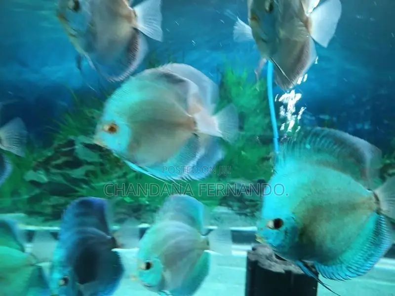 Discus Fish