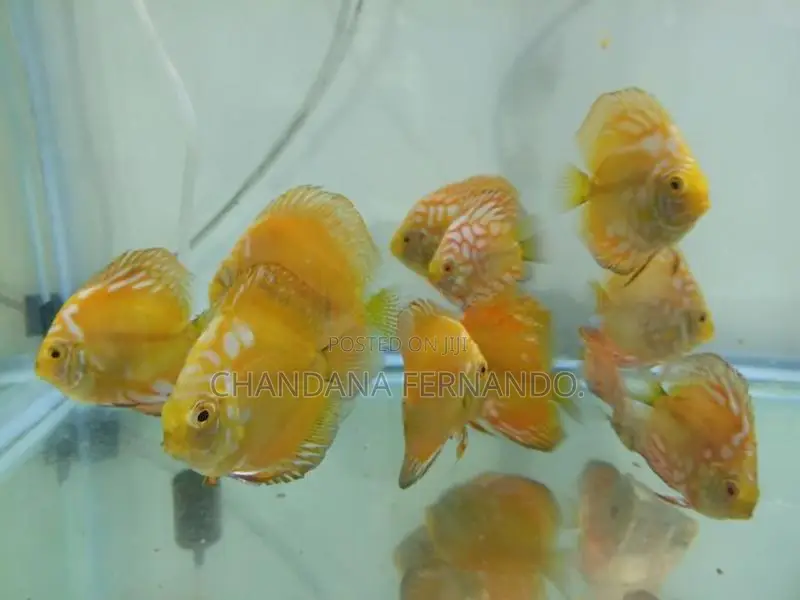 Discus Fish