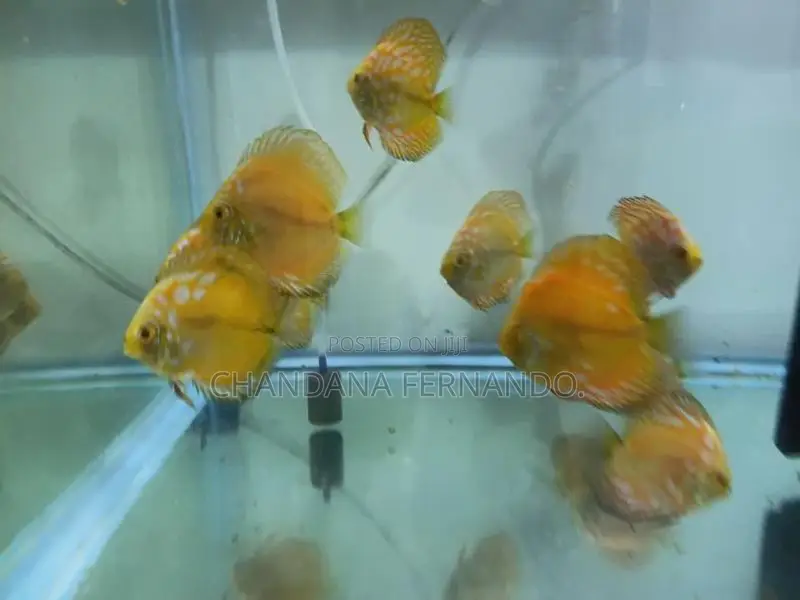 Discus Fish