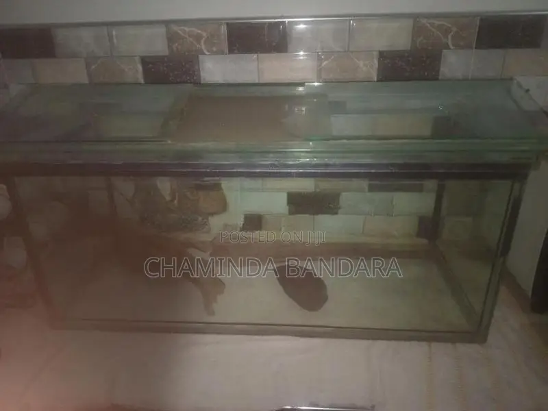 3 Ft Fish Tank