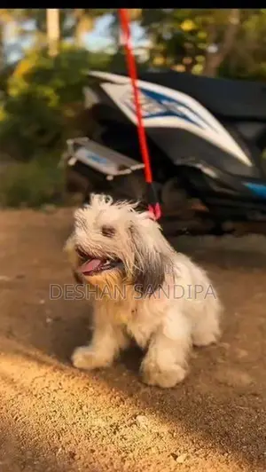 Shih Tzu Puppies