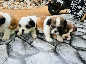Shih Tzu Puppies