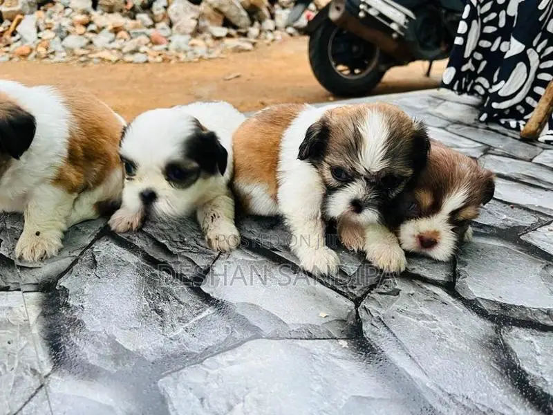 Shih Tzu Puppies