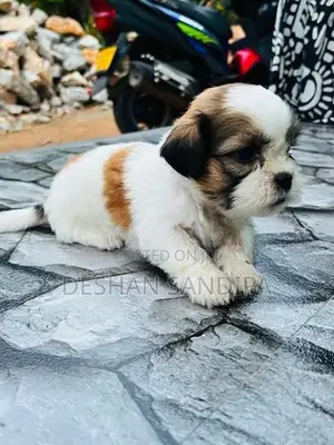 Shih Tzu Puppies