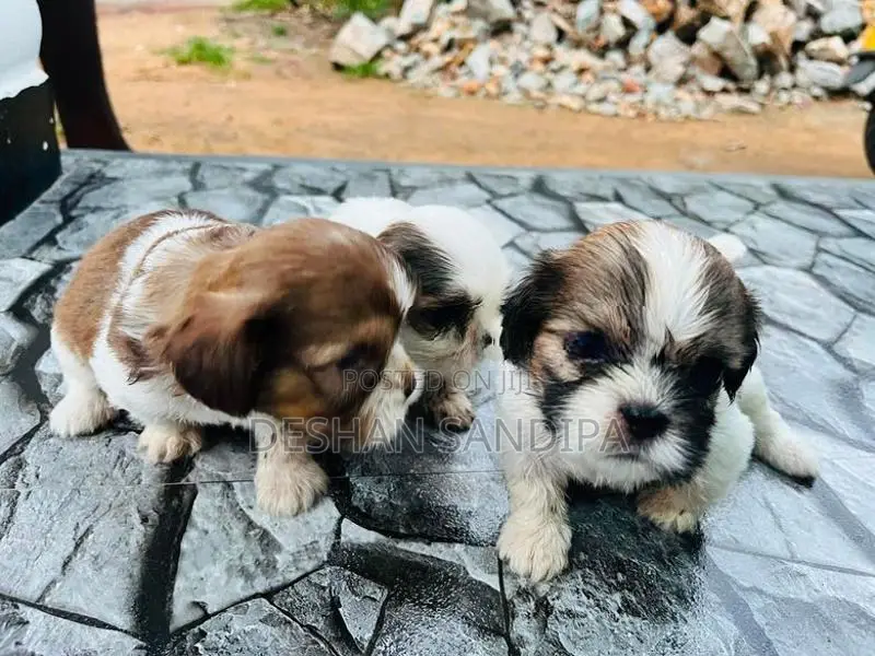 Shih Tzu Puppies