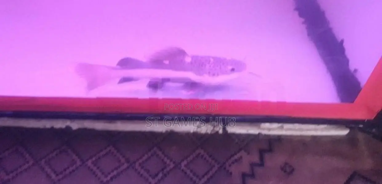 Red Tail Catfish
