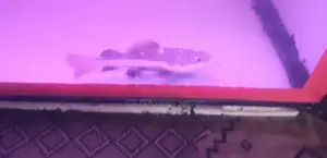 Red Tail Catfish