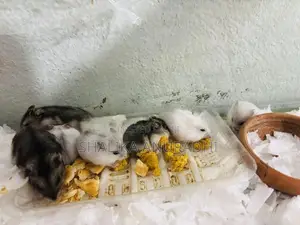 Dwarf Hamsters