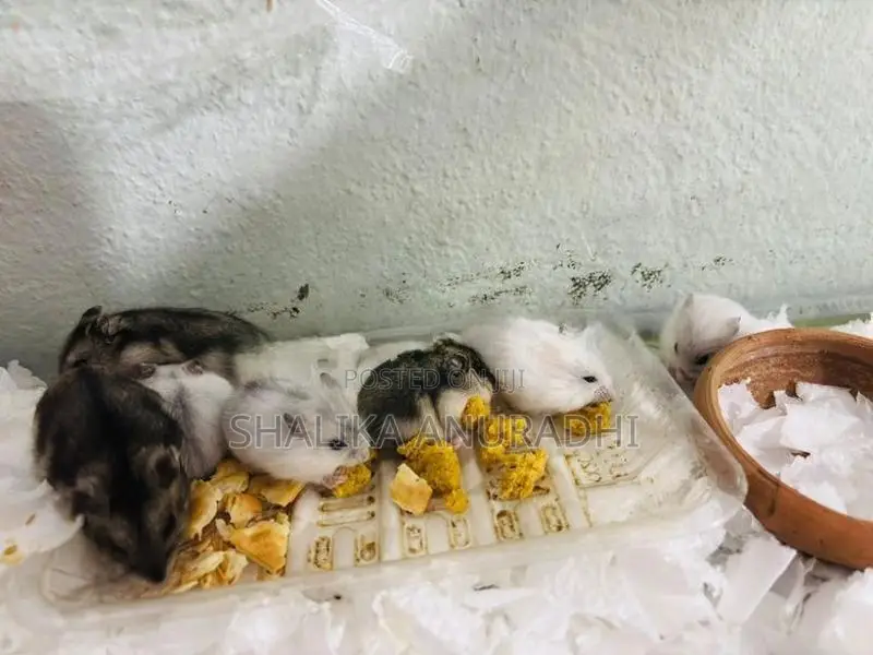 Dwarf Hamsters