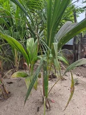 Coconut Plant