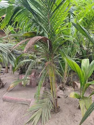 Coconut Plant