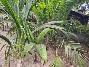 Coconut Plant