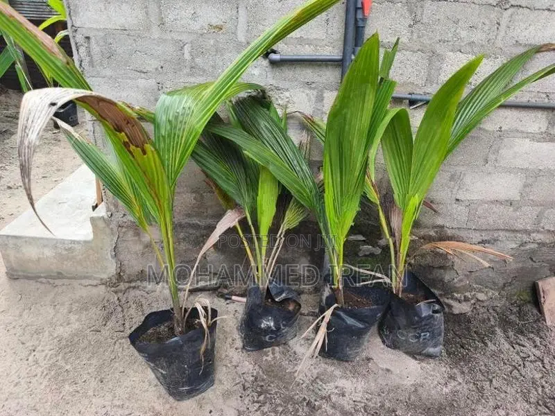 Coconut Plant