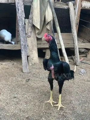 Shamo Rooster
