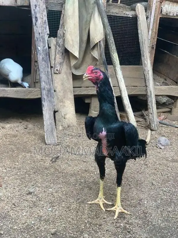 Shamo Rooster