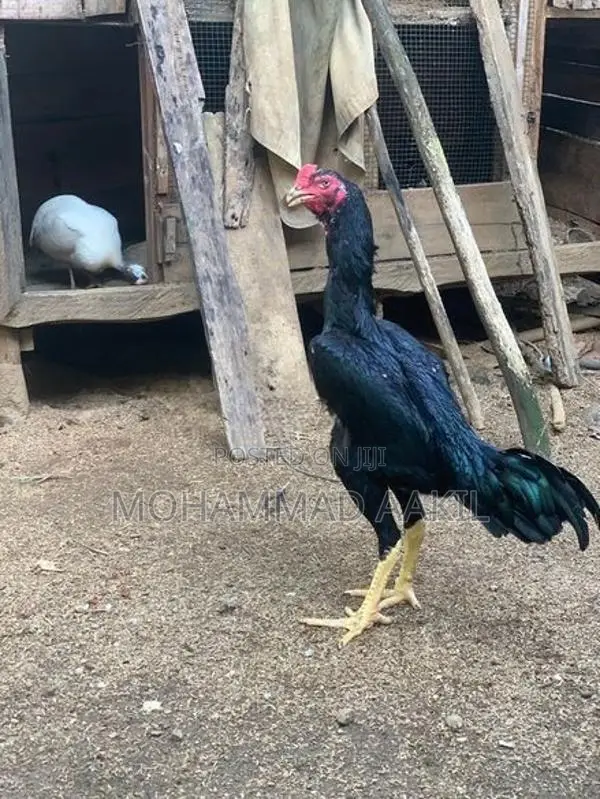 Shamo Rooster