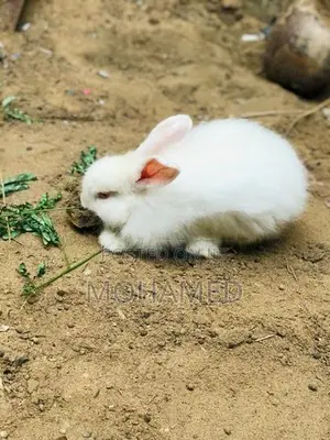 Male Rabbit