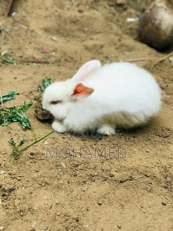 Male Rabbit