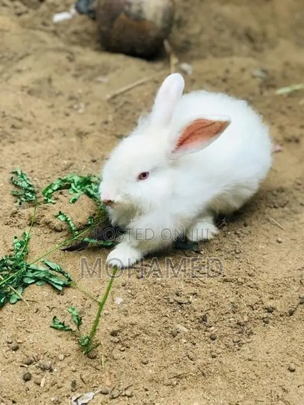 Male Rabbit