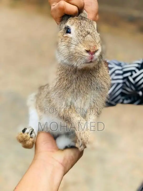 Male Rabbit