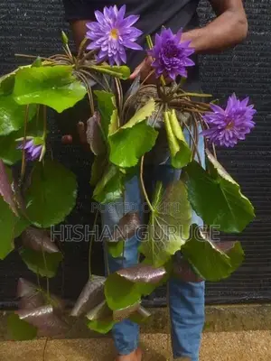 Waterlily Plants