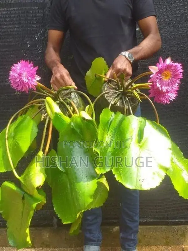 Waterlily Plants