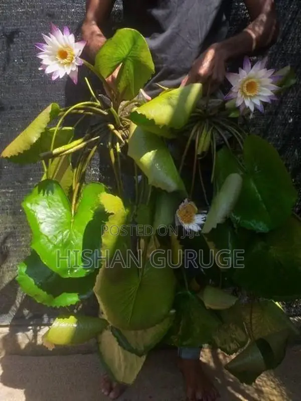 Waterlily Plants