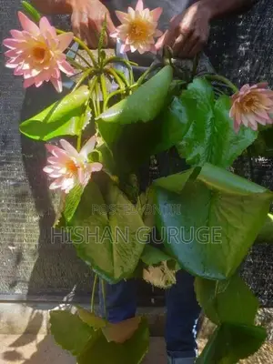 Waterlily Plants