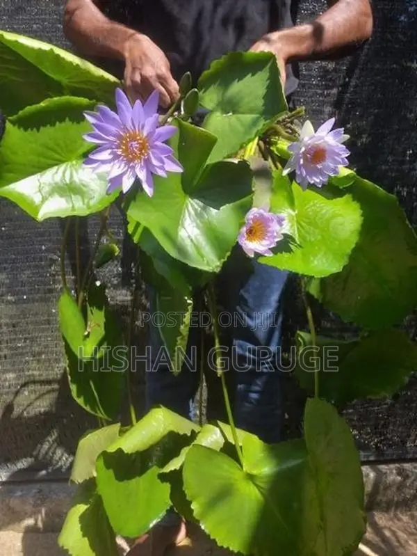 Waterlily Plants