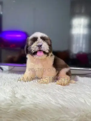 Shihtzu Puppy